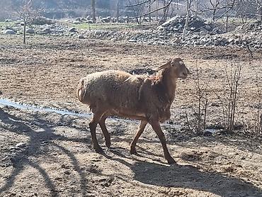 Баран, овца: Продаю | Баран (самец) | Арашан | Для разведения — 3