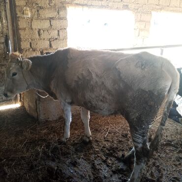 Коровы, быки: Продаю | Корова (самка) | Для молока | Привязанные — 4
