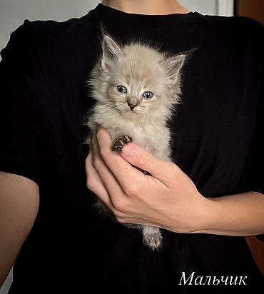 купить бенгальскую кошку: Кошка даром: Беспородная, 1 месяц, Мальчик, Приучена к лотку — 6