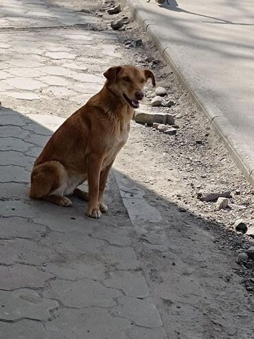 Животные: Бишкек В районе "Гоина" сидит собака. Рыжая сука. Чистая,без