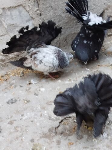 Göyərçinlər: Salam aleykum.Pavlin göyərçinləri satılır.Pavlinlərin sağlamlığına — 13