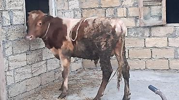 südlük inək cinsləri: 8 aylıq smental erkək dana satılır — 4