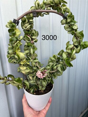 украшение для дворов и садов: Продаю бегонии декоративно-лиственные, хою Лиза, Хойя кудрявая, хойя