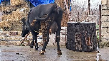 Inəklər, öküzlər: Dişi, Simental, il: 4, 650 kq — 6