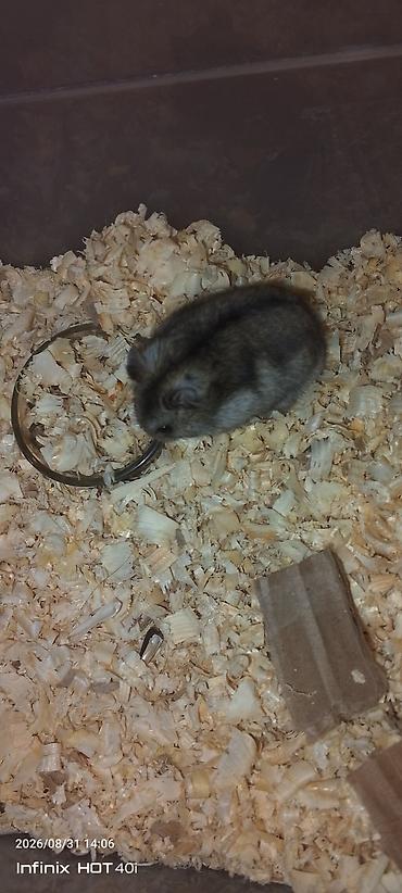 Cırtdan hamster – dekorativ ev heyvanı hər iki Hamister daxildir o lalafo.az -da Cırtdan hamster – dekorativ ev heyvanı hər iki Hamister daxildir o