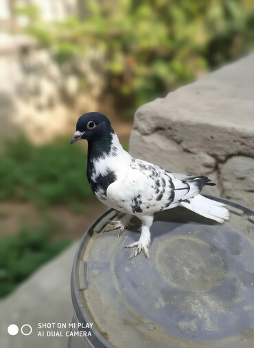 Göyərçinlər: Qara-ağ ləkəli dekorativ göyərçin - Rəng: baş və boyun hissəsi tünd -da lalafo.az — 2 Göyərçinlər: Qara-ağ ləkəli dekorativ göyərçin - Rəng: baş və boyun hissəsi tünd — 2