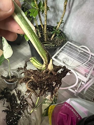 Монстеры: Монстеры альбы срезы макушки с тремя листьями п at lalafo.kg — 8 Монстеры: Монстеры альбы срезы макушки с тремя листьями п — 8