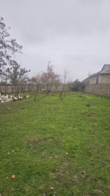 Torpaq sahələrinin satışı: 12 sot, Tikinti, Mülkiyyətçi, Kupça (Çıxarış)