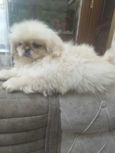 İtlər: Pekines, 3 ay, Erkek, Peyvəndli, Ünvandan götürmə