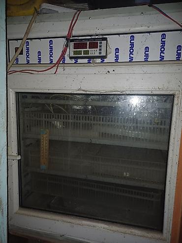 ınqbator: Salam hazır biznes quşculugnan meşqul olmaq isdiyen şexslerin nezerine — 1