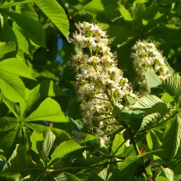 продаю опалубки: Саженцы деревьев: Каштан, Самовывоз