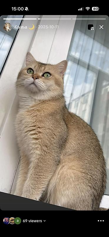 Pişiklər: Şinşilla, Erkək, Cütləşmə üçün — 2