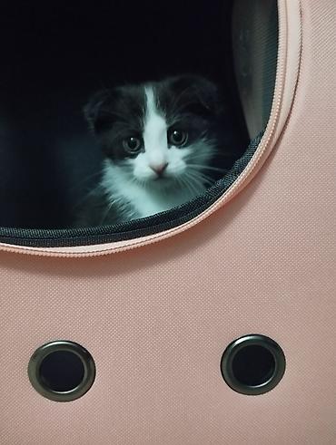 цена вислоухих котят: Шотландские котята (вислоухие и прямоухие) белого и бело-рыжего — 2