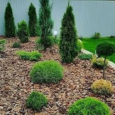 Арча, можжевельник: Ту я можжевельники разной формы ( спираль бонсай, пирамида глобус — 2