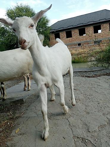куплю коза: Продаю | Коза (самка), Козёл (самец) — 9