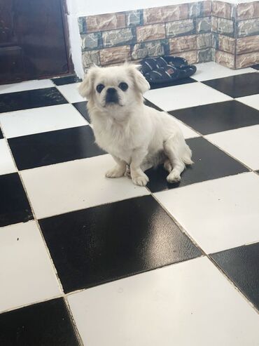 it adlari oglan: Pekines, 8 ay, Dişi, Ödənişli çatdırılma, Ünvandan götürmə