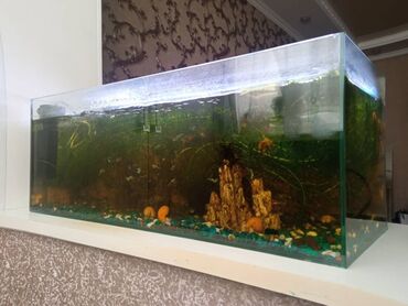 аквариумная рыбка: Продаю готовый аквариум с рыбками в связи с переездом! Все необходимое