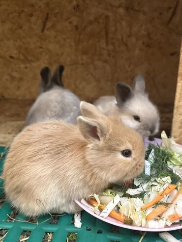 клетки для кролика: 🥰🐰скоро начнем продавать малышки- львиная голова🥰