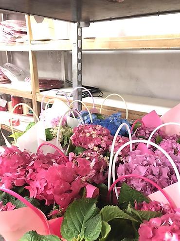 Букеты из живых цветов: Гортензии в декоративных пакетах-кофрах - Композиции из цветущих — 5