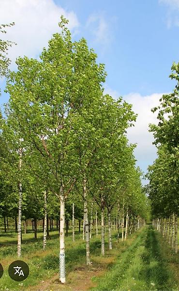 Другие фруктовые и ягодные растения: Плодово-ягодный питомник — саженцы всех видов. Большой выбор — 8