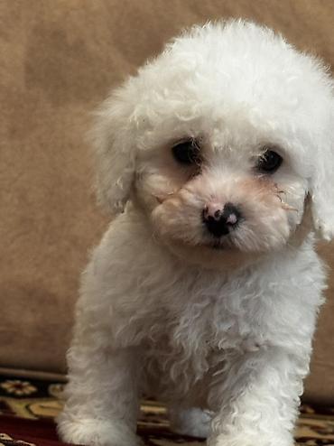 İtlər: Bişon Frize — 11