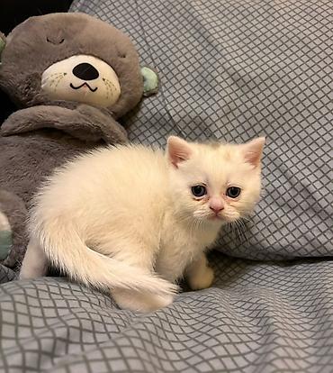 Кошки: Шотландская, Самка, В добрые руки, Самовывоз — 4