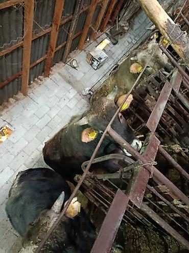 Коровы, быки: Продаю | Бык (самец) | На откорм | Привязанные — 2