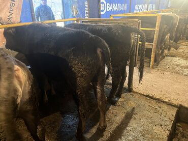 Коровы, быки: Продаю | Бык (самец) | На откорм — 11