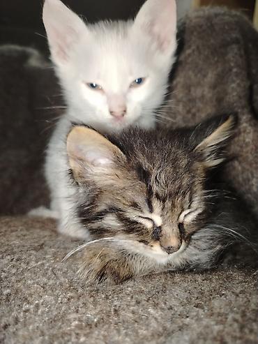 Pişiklər: Türk anqora, Erkək, Dişi, Yaxşı əllərə, Pulsuz çatdırılma — 3