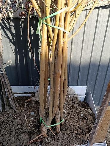 Яблоня: Саженцы плодовых деревьев (осенне-весенняя посадка) Ассортимент по — 2