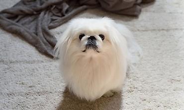 it pekines: Pekines, 3 ay, Erkək, Peyvəndli, Ünvandan götürmə — 1