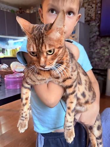 кошку ош: Котята от породистых родителей: мама — бенгальская кошка с ярким — 4