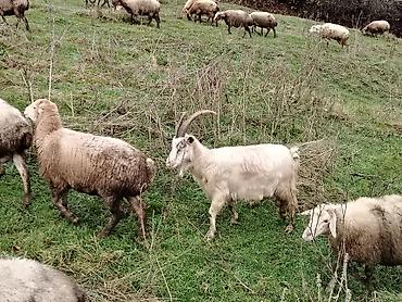 lal ordəklərin satisi: 3baş keçi satılır 450m biri biraz yaşlıdır 2 orta yaş — 5