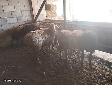 купить улья: Продаю | Овца (самка), Ягненок, Баран (самец) — 1