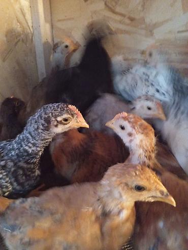 Куры, петухи: Продаю | Цыплята | Для разведения — 9