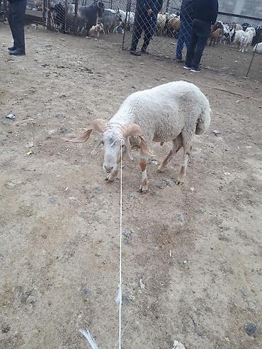 ucuz heyvanlar: Allah kesdırdıyınız qurbanları qebul etsın . Qız qapısı ucun ag — 3