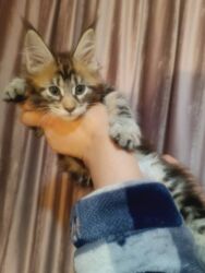 сколько стоит кошка породы мейн кун: Породистый котёнок мейн-кун - Окрас: мраморно-тигровый (черный с