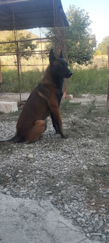 pulsuz itlerin verilmesi: Belçika çoban iti, 3 ay, Erkek, Pulsuz çatdırılma
