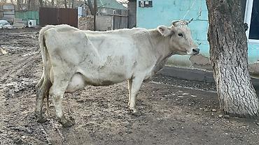 Коровы, быки: Продаю | Корова (самка) | Швицкая | Для молока — 6
