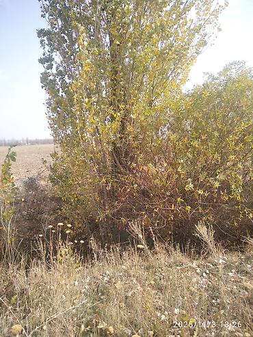 Тополь: Тополя для озеленения/живой изгороди - Порода: тополь (пирамидальный — 8