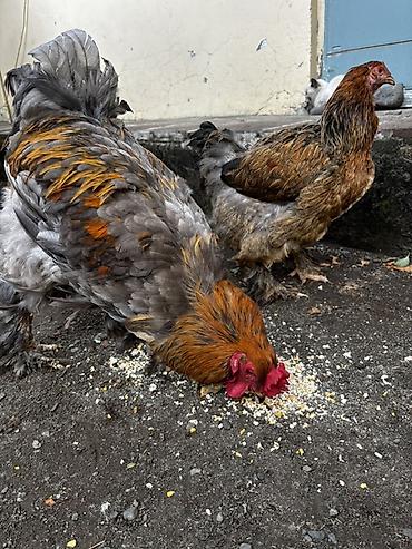 heyratı fərə: Toyuq, Brama, Damazlıq — 3