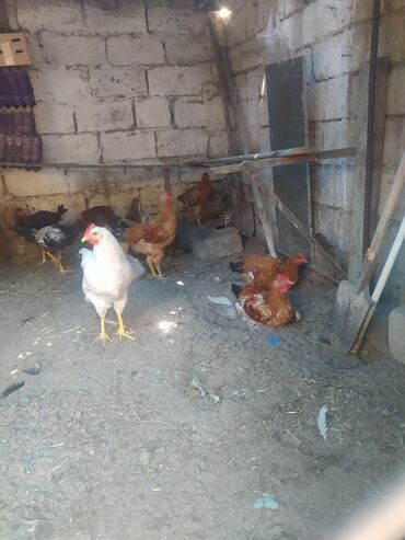 qarabağ atı qiyməti: Курица, Для разведения, Самовывоз