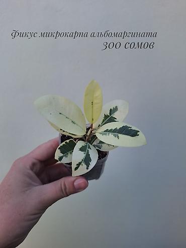 Фикустар: 🪴 Фикусы разных сортов в продаже. 🌿 Названия сортов и цены указаны на — 7