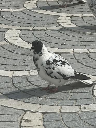 quşlar göyərçin: Damğalı göyərçinlər – dekorativ və uçuş üçün - Rənglər: ağ, qara-ağ — 2