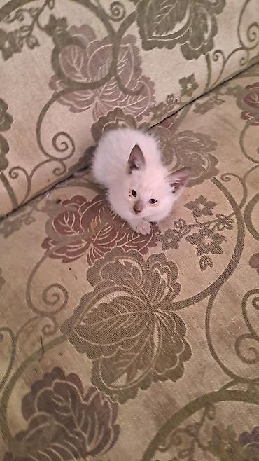 котята отдам в хорошие руки: Котёнок полосатый (табби) - Окрас: коричнево-серый тигровый табби с — 10