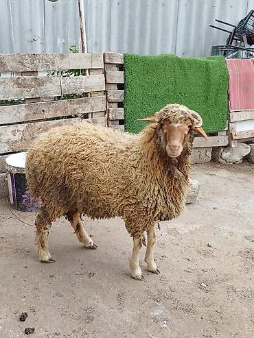 akvarium balaca: Erkək, il: 8, 44 kq, Damazlıq, Ödənişli çatdırılma — 8