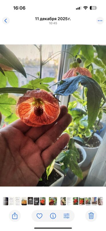 Другие комнатные растения: Гузмания абутилон оранжевый,каланхое розовый махровый,амазонская — 14