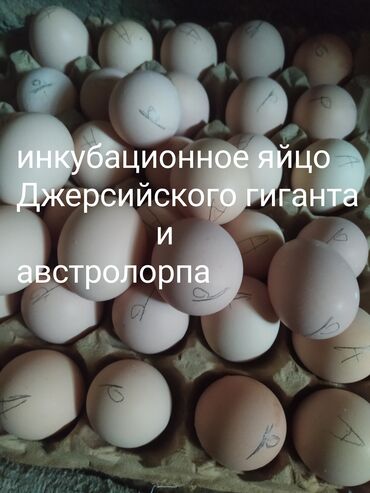 отходы для животных: Продаю | Инкубационные яйца | Для разведения