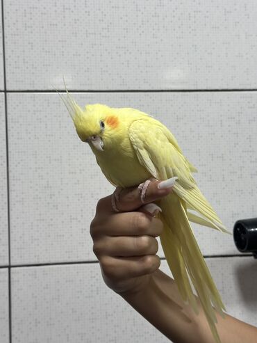 sudluk inekler satışı: Korella erkək dişi,Cüt halda satılır. Qalan yeməyi və qəfəsi ilə