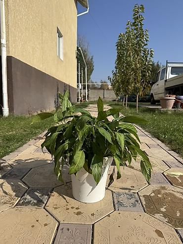 лампа для книги: Комнатные и садовые растения в горшках.
Продаются вместе с горшками — 9